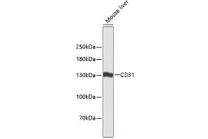 Western blot analysis of extracts of Mouse liver using CD31 Polyclonal Antibody at dilution of 1:3000. (CD31 antibody)