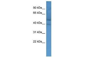 OR2M2 antibody used at 0. (OR2M2 antibody  (C-Term))