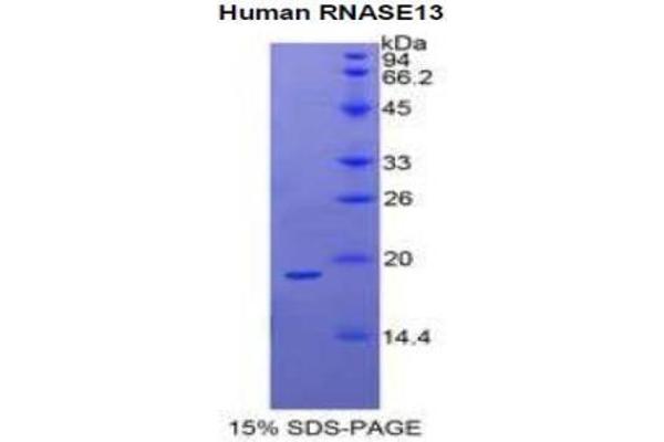 RNASE13 Protein