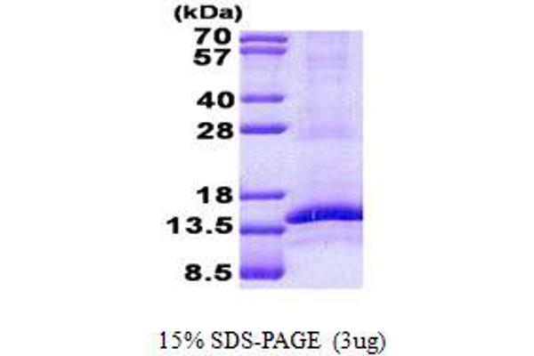 CD3G Protein (His tag)