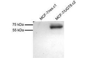 Western Blotting (WB) image for anti-UDP Glycosyltransferase 8 (UGT8) (Internal Region) antibody (ABIN2464904) (UGT8 antibody  (Internal Region))