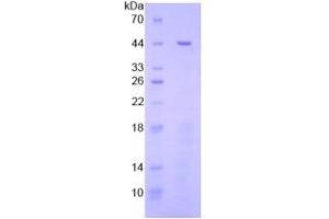 SDS-PAGE analysis of General STAT3 Protein. (STAT3 Protein)