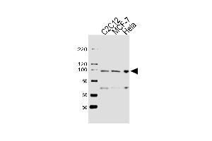 Western blot analysis of lysates from C2C12, MCF-7, Hela cell line (from left to right), using HSP90B1 Antibody at 1:1000 at each lane. (GRP94 antibody  (AA 460-487))