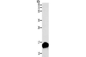 Western Blotting (WB) image for anti-Parvalbumin (PVALB) antibody (ABIN2428663) (PVALB antibody)