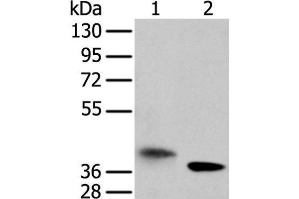 LRRC19 antibody