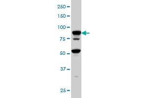 TFRC monoclonal antibody (M01A), clone 1E6 Western Blot analysis of TFRC expression in Hela S3 NE . (Transferrin Receptor antibody  (AA 68-168))