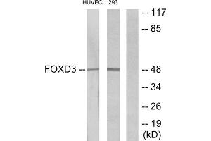 Western blot analysis of extracts from HUVEC cells and 293 cells, using FOXD3 antibody. (FOXD3 antibody  (Internal Region))