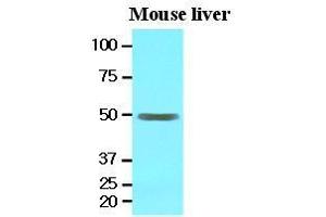 The extracts of mouse liver (30 ug) were resolved by SDS-PAGE, transferred to nitrocellulose membrane and probed with anti-human EPHX1 (1:1000). (EPHX1 antibody  (AA 21-455))