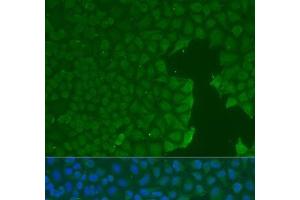 Immunofluorescence analysis of U2OS cells using CD31 Polyclonal Antibody at dilution of 1:100. (CD31 antibody)