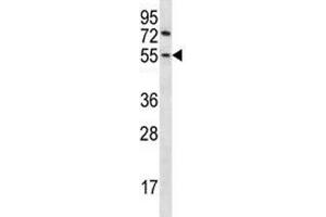 Gsk3b antibody western blot analysis in mouse NIH3T3 lysate. (GSK3 beta antibody  (AA 30-59))