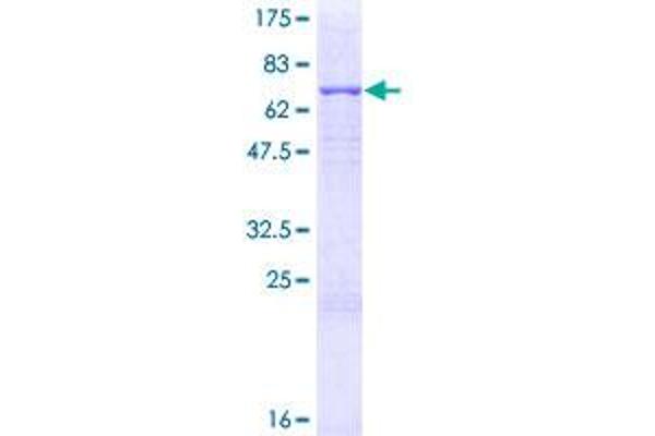 LGMN Protein (AA 1-433) (GST tag)