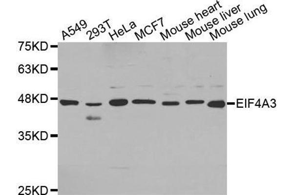 EIF4A3 antibody  (AA 1-210)