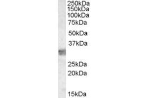 ABIN185362 staining (0. (MYD88 antibody  (Internal Region))