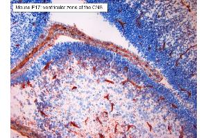 Fig. (VEGFA antibody)