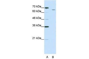 CPSF3 antibody used at 1. (CPSF3 antibody  (C-Term))