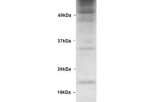 Western blot analysis of Human HEK93 lysates showing detection of Ubiquitin protein using Rabbit Anti-Ubiquitin Polyclonal Antibody . (Ubiquitin antibody  (PerCP))