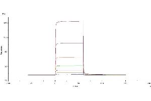 Surface Plasmon Resonance (SPR) image for Angiotensin I Converting Enzyme 2 (ACE2) protein (His tag) (ABIN6952704)