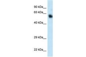 Image no. 1 for anti-Calcium/calmodulin-Dependent Protein Kinase Kinase 1, alpha (CAMKK1) (C-Term) antibody (ABIN6747441) (CAMKK1 antibody  (C-Term))