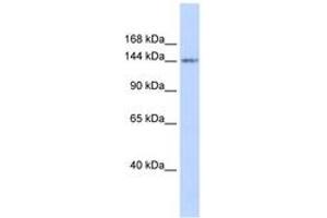 Image no. 1 for anti-Retinoblastoma-Like 1 (p107) (RBL1) (AA 935-984) antibody (ABIN6742280) (p107 antibody  (AA 935-984))