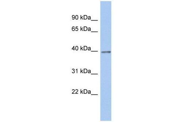 ZNF670 antibody  (N-Term)