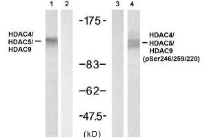 Western blot analysis of extracts from 3T3 cell using HDAC4/ HDAC5/HDAC9 (Ab-246/259/220) Antibody (E021517, Lane 1 and 2) and HDAC4/ HDAC5/HDAC9 (phospho-Ser246/ 259/ 220) Antibody (E011517, Lane 3 and 4). (HDAC4/HDAC5/HDAC9 antibody  (pSer220, pSer246, pSer259))