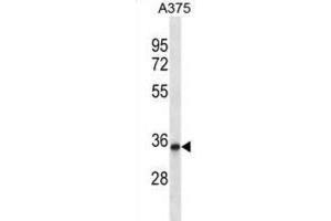 Western Blotting (WB) image for anti-Protein Phosphatase 1, Regulatory Subunit 27 (PPP1R27) antibody (ABIN2997187) (PPP1R27 antibody)