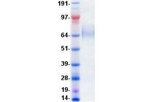 Validation with Western Blot (TRKA Protein (DYKDDDDK-His Tag))