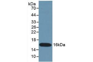 Western Blot; Sample: Recombinant IFNg, Mouse. (Interferon gamma antibody  (AA 23-155))