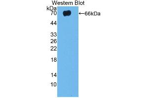 Figure. (TLR5 antibody  (AA 325-644))