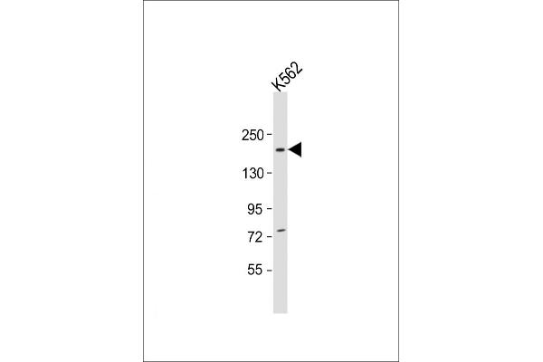 NCOA2 antibody  (AA 706-739)