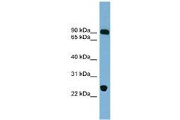 VPS53 antibody  (AA 431-480)