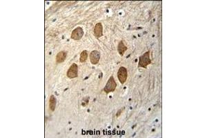HCFC1R1 Antibody (N-term) (ABIN655591 and ABIN2845078) immunohistochemistry analysis in formalin fixed and paraffin embedded human brain tissue followed by peroxidase conjugation of the secondary antibody and DAB staining. (HCFC1R1 antibody  (N-Term))