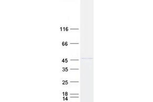 BHLHE40 Protein (Myc-DYKDDDDK Tag)