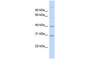 Image no. 1 for anti-Family with Sequence Similarity 50, Member B (FAM50B) (AA 35-84) antibody (ABIN6741884) (FAM50B antibody  (AA 35-84))