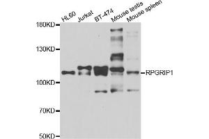 Western blot analysis of extracts of various cell lines, using RPGRIP1 antibody (ABIN5975296) at 1/1000 dilution. (RPGRIP1 antibody)