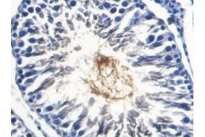DAB staining on IHC-P; Samples: Rat Testis Tissue (SPA17 antibody  (AA 1-140))