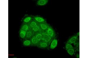 Immunocytochemistry/Immunofluorescence analysis using Mouse Anti-Hsp27 Monoclonal Antibody, Clone 5D12-A3 . (HSP27 antibody  (APC))