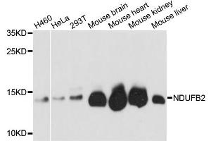 Western blot analysis of extracts of various cell lines, using NDUFB2 antibody (ABIN6294085) at 1:3000 dilution. (NDUFB2 antibody)