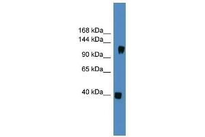 CNTN1 antibody used at 0. (Contactin 1 antibody  (N-Term))