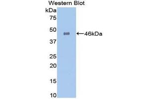 Western Blotting (WB) image for anti-Galactosidase, alpha (GLA) (AA 81-429) antibody (ABIN1172532) (GLA antibody  (AA 81-429))