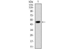 Western blot analysis using PRKACG mAb against human PRKACG (AA: 164-351) recombinant protein. (PRKACG antibody)