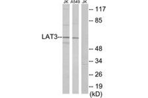 SLC43A1 antibody  (AA 231-280)