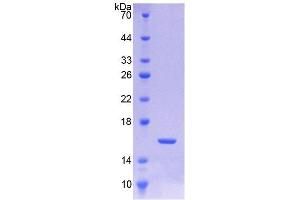 SDS-PAGE (SDS) image for Transforming Growth Factor, beta 3 (TGFB3) (AA 298-409) protein (His tag) (ABIN6236806) (TGFB3 Protein (AA 298-409) (His tag))