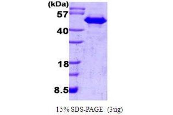 CDC37 Protein (AA 1-378)