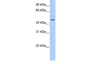 WB Suggested Anti-DKFZp779O175 Antibody Titration:  0. (DKFZp779O175 (N-Term) antibody)