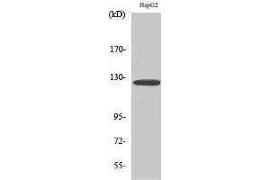 Western Blotting (WB) image for anti-Fibulin 2 (FBLN2) (Internal Region) antibody (ABIN3184620) (FBLN2 antibody  (Internal Region))