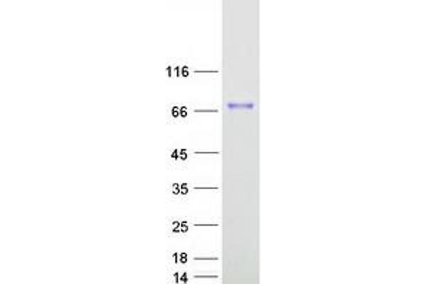 CIRH1A Protein (Myc-DYKDDDDK Tag)