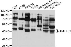 Western blot analysis of extracts of various cell lines, using TMEFF2 antibody (ABIN4905436) at 1:1000 dilution. (TMEFF2 antibody)