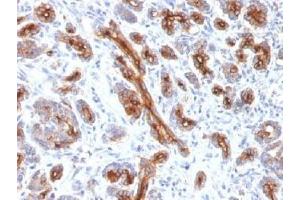 IHC testing of FFPE human pancreas with CFTR antibody (clone CFTR/1341). (CFTR / Cystic Fibrosis Transmembrane Regulator antibody)