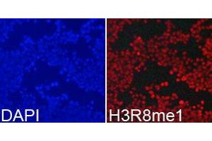 Immunofluorescence (IF) image for anti-Histone 3 (H3) (H3R8me) antibody (ABIN1873015) (Histone 3 antibody  (H3R8me))